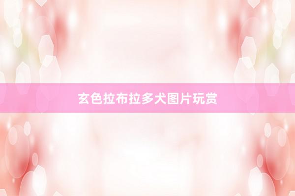 玄色拉布拉多犬图片玩赏
